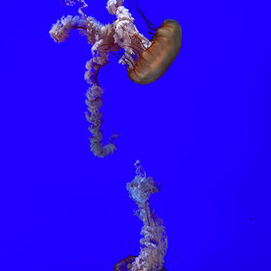 Meet your Posher, Dania